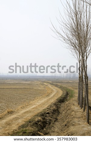 rice paddies scenery in winter, closeup of photo