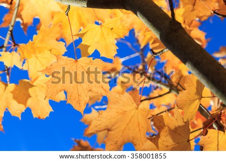 Yellow Maple Autumn Leaves  in Aberdeen, Scotland UK