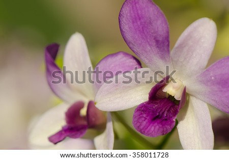 Close up of white purple dendrobium orchids with blurred background.