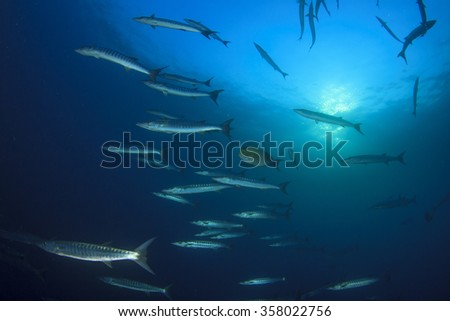 Barracuda fish underwater