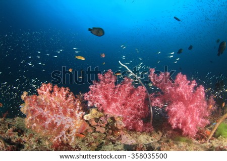 Coral and fish underwater ocean reef