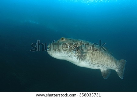 Giant Starry Puffer fish