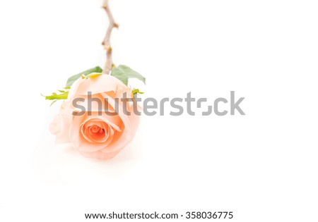 Coral rose on white background