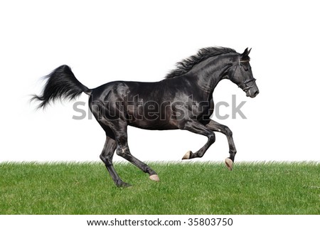 picture of young black horse galloping in grass isolated on white