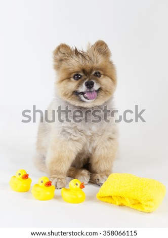 Pomeranian puppy getting out from a bath with rubber ducks and yellow towel