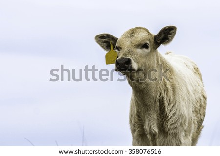 Horizontal image with blond calf to the right and blank space to the left