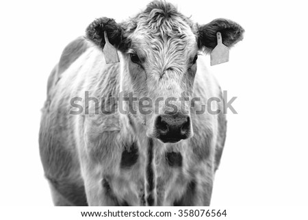 High key black and white image of a cow