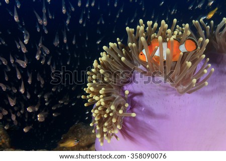 Anemone Clownfish nemo and glassfish