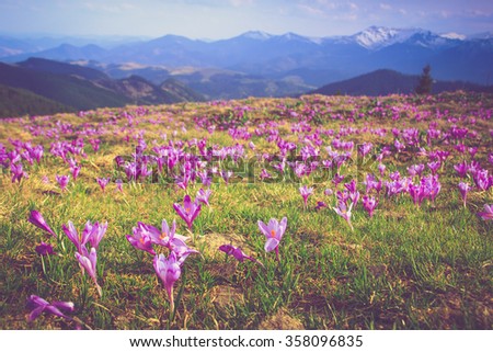 Field of first blooming spring flowers crocus as soon as snow descends on the background of mountains in sunlight.