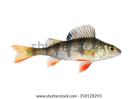 Perch fish isolated on white background Royalty-Free Stock Photo #358128293