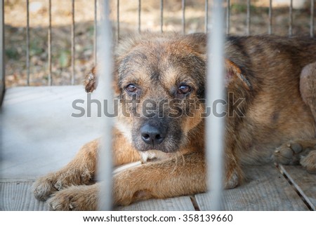 pity old dog imprison in steel cage Royalty-Free Stock Photo #358139660