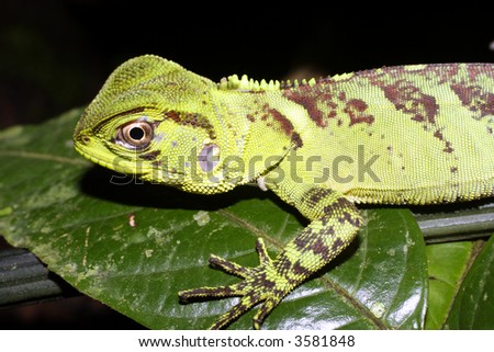 Amazon Forest Dragon (Enylioides laticeps)