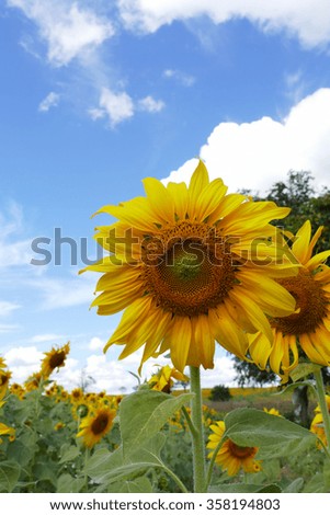 blooming sunflower in the field with blue sky background