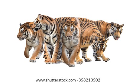 group of bengal tiger isolated on white background