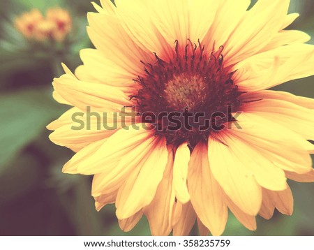 marigold flower; vintage filter, shallow depth of field