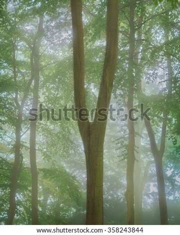 Trees in mist