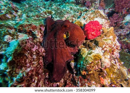Underwater picture of Octopus on the rock