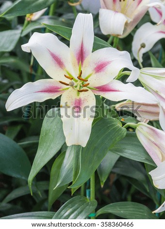 White of Lilium hybrids or Lily flower.