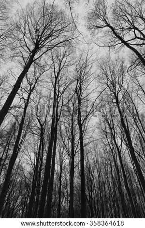 A black and white photo of trees in a forest with a perspective of looking up into the sky and isolate to see only the stem and branches of the trees in Europe  with a fine art vintage frame