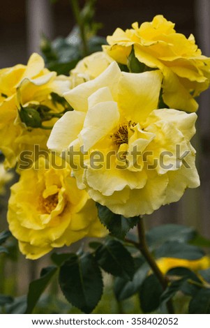 Beautiful yellow roses in garden