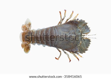 lobster fresh seafood,spawning season of flathead lobster,flathead lobster isolate on white background 