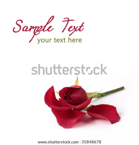 Red rose losing petals isolated on white background - card
