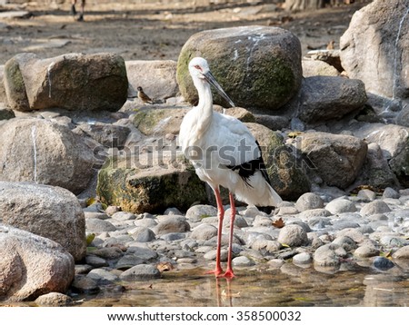 Adult stork standing on pond and rock background.