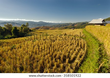 Baan Pa Bong Pieng (View of rice farm and cloudy blue sky by local people in mountain, northern part of Thailand)