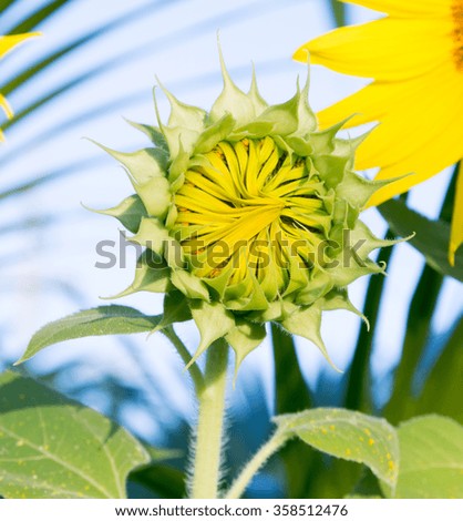 sunflower, Beautiful Sunflowers blooming in the field