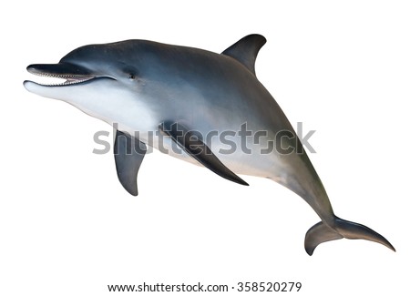 dolphin white sreen Royalty-Free Stock Photo #358520279