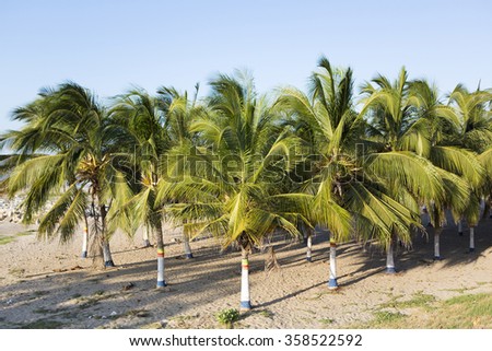 Reggae colors painted on palm trees on the beach of Riohacha, La Guajira, Colombia (Selective focus)