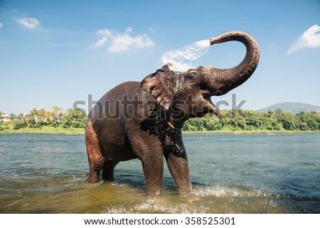 Elephant bathing on southern banks of the periyar river at Kodanad training center, Kerala, India