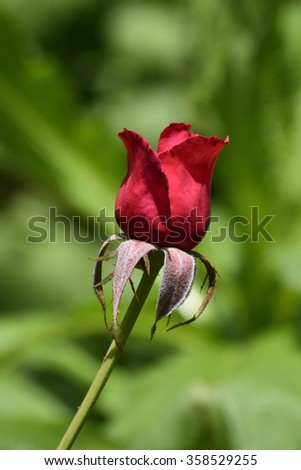 Single Red Rose with Green Background / Early stage of blooming/ Vertical position