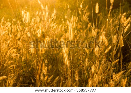 Backlit foxtails grass under sunshine ,close-up selective focus