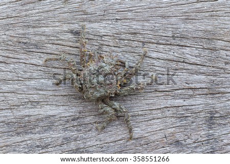 crab spider isolate on wood background 