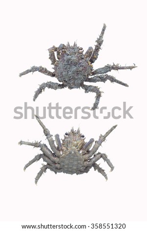 crab spider isolate on white background,Giant Japanese spider crab,Macrocheira kaempferi