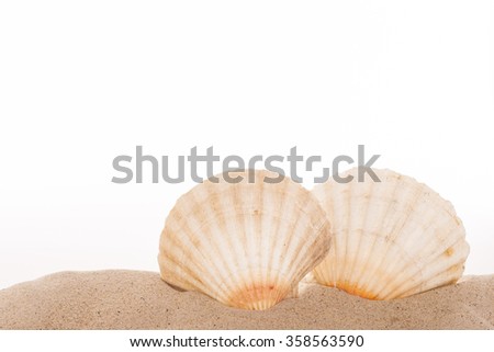 pair of two scallops on sand on white background with copy space on upper section of picture