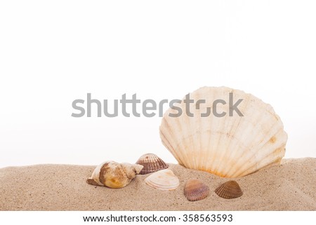 scallop and whelk on sand on white background with copy space on upper section of picture
