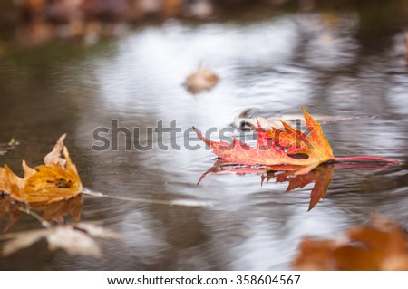 Autumn leaves pool