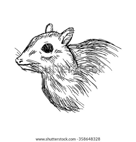 illustration vector hand drawn doodle closeup mouse deer or Chevrotain isolated on white