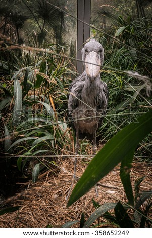 Picture of an angry bird in bushes in a zoo in Prague, Czeck Republic