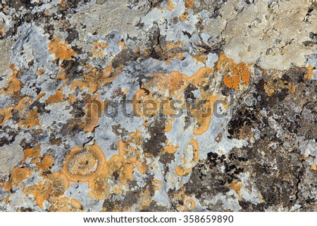 macro background texture lichen on a rock