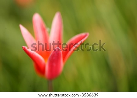 closeup picture of red flowers in a garden