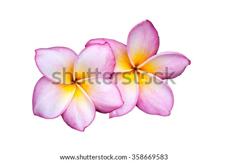 Plumeria flower on white background Royalty-Free Stock Photo #358669583