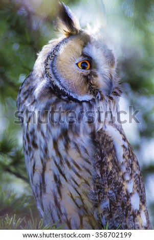Owl portrait in the forest. Bird: Long eared Owl. Asio otus. Green pine tree background.