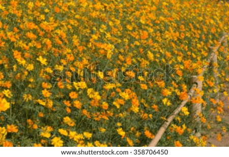 blurred image cosmos flowers field