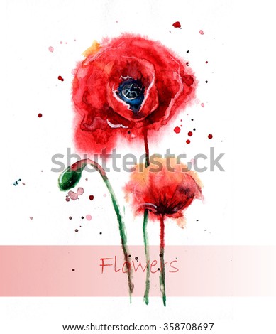 Beautiful Poppy flowers, Watercolor painting Isolated on white background.n Beauty print. flower sketch Royalty-Free Stock Photo #358708697