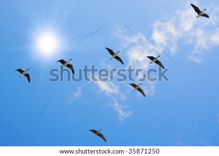 flock of migrating Royalty-Free Stock Photo #35871250
