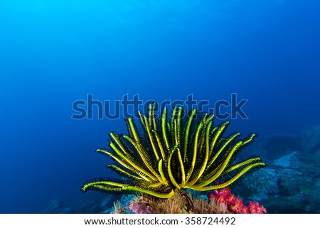 Underwater picture of colorful Feather Star
