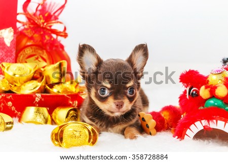 chihuahua puppy lying on the floor and red lion head placed beside